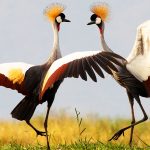bird-watching-uganda-africa