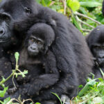 Bwindi-NP-1
